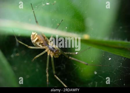 Armurier nain unique (Linyphia triangularis) dans sa toile d'araignée, attendant des proies, des araignées, des arachnides, de la macrophotographie, nature, biodiversité Banque D'Images