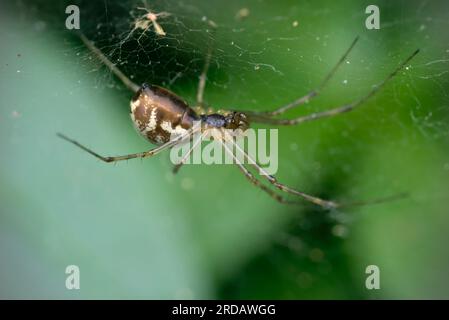 Armurier nain unique (Linyphia triangularis) dans sa toile d'araignée, attendant des proies, des araignées, des arachnides, de la macrophotographie, nature, biodiversité Banque D'Images