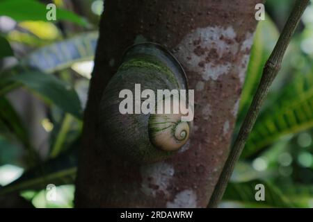 Vue d'un escargot de terre géant (Acavus Phoenix), l'escargot de terre est bâton sur un tronc d'arbre sauvage Banque D'Images