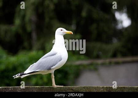 Mouette dans la nature, un portrait Banque D'Images