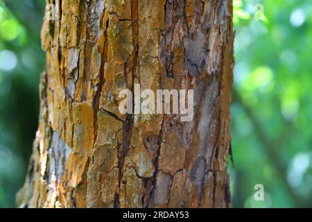 Algues Trentepohlia umbrina sur tronc de pommier. Algues causant la coloration brune de l'écorce des arbres. Banque D'Images