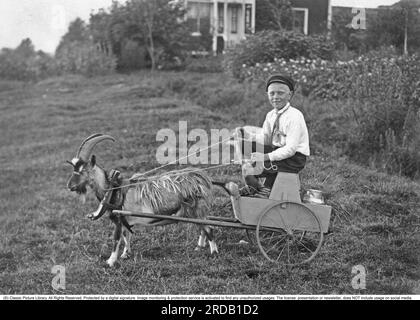 Garçon à la campagne dans le vieux temps. Un garçon est assis sur un petit chariot avec un pot de lait / baratte sur le lit. Une chèvre est attelée devant le wagon avec harnais et manilles. Une telle image divertissante qui montre l'ingéniosité et l'amusement d'un enfant. Selon la légende prise à Närke Suède en 1919 par Sam Lindskog. Banque D'Images