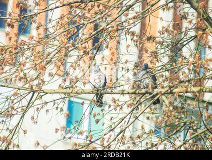 Couple de pigeons de bois commun perché sur la branche d'arbre. Paire d'oiseaux palumbus Columba assis sur un arbre en ville Banque D'Images