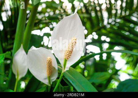 Fleurs blanches Peace Lily poussant dans le jardin botanique closeup. Les plantes à fleurs de Spathiphyllum cochlearispathum poussent de près. Perenn à feuilles persistantes fleuries Banque D'Images