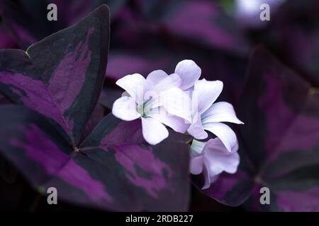 Fausses fleurs blanches shamrock dans les feuilles violettes foncées. Plante vivace Oxalis triangularis de la famille des Oxalidaceae. Floraison Purple Shamrock avec trois HEA Banque D'Images