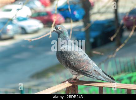 Pigeon gris debout sur la balustrade en fer forgé du balcon. Support de colombe grise sur la vieille main courante en métal, vue de côté Banque D'Images