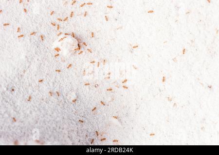 Booklice ou barklice à la farine blanche. Petit Liposcelis bostrychophila dans l'ordre des Psocoptères. Brown Trogium pulsatorium, bibliothèque commune sur kit domestique Banque D'Images