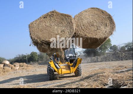 INDE, Pendjab, Lehragaga, usine de biogaz Verbio transformer la paille de paddy au CNG biogaz et compost, autrefois la paille de riz était brûlée sur les champs par l'agriculteur, stockage de balles de paille / INDIEN, Verbio Biogasanlage gewinnt aus der fermentation von Reis Stroh hochwertiges CNG biogaz und Kompost, früher wurde das Reisstroh von den Landwirten auf den Feldern abgebrannt, Lager mit Strohrundballen Banque D'Images