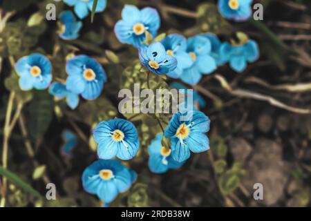 Little Veronica peduncularis Georgia fleurs bleues poussant dans la prairie de printemps. Les petites plantes germander Bird-eye speedwell ou chats Eyes poussent en été fie Banque D'Images