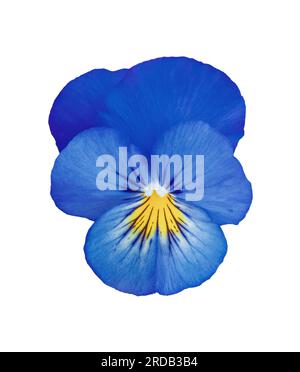 Сloseup fleur de pansy bleu isolé sur fond blanc. Icône de jardin Heartsease lumineuse. Fleurs Viola wirtrockiana plantes découpées élément pour la conception. Banque D'Images