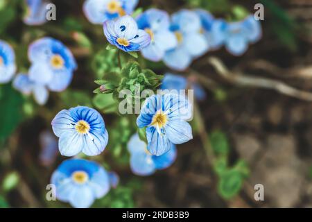 Little Veronica peduncularis Georgia fleurs bleues poussant dans la prairie de printemps. Les petites plantes germander Bird-eye speedwell ou chats Eyes poussent en été fie Banque D'Images
