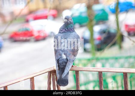 Colombe drôle avec sa tête tournée comme un hibou debout sur le coin du balcon. Pigeon de roche idiot debout sur la terrasse à l'extérieur. Oiseau domestique fou regardant en arrière. Banque D'Images