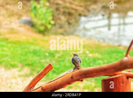 Noir redstart petit oiseau assis sur une clôture en bois. Phoenicurus ochruros oiseau européen immature assis sur le bois. Phoenicurus phoenicurus femelle jeune an Banque D'Images