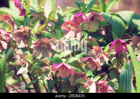 Fleur rose de hellébores poussent dans le jardin de printemps. Beauté Helleborus purpurascens fleur floraison. Lenten hellebore ou plante de rose de Noël poussant dans Banque D'Images