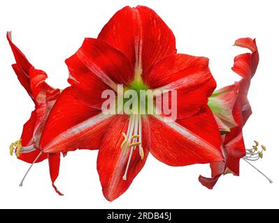 Amaryllis grandes fleurs rouges isolées sur fond blanc en gros plan. Belladonna ou Jersey Lilies trois plantes à fleurs coupées. Grand Hippeastrum bloomin Banque D'Images
