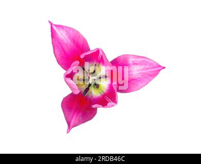 Fleurs de printemps tulipe rose isolées sur fond blanc, vue de dessus. Belle couleur rose ouverte tulipa fleur tête logo découpé. Gros plan de l'été coloré Banque D'Images