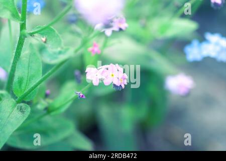 Bellamy couleur rose Forget-Me-Not petites fleurs poussant dans le jardin de printemps. Myosotis sylvatica ou forgetmenot croissance en milieu estival. Mignon petit f Banque D'Images