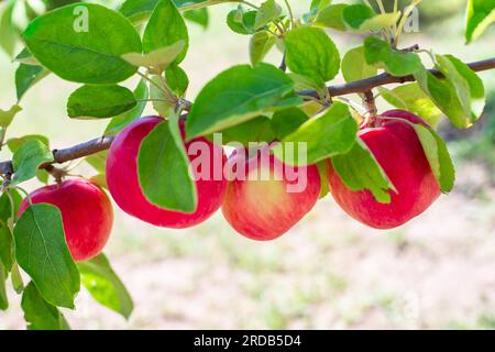 Des pommes mûres rouges pendent sur une branche de pommier dans le jardin. Arbre fruitier, récolte estivale. Banque D'Images