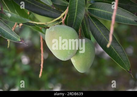 Paire de mangues non mûries pendantes d'une branche d'arbre dans les tropiques. Banque D'Images