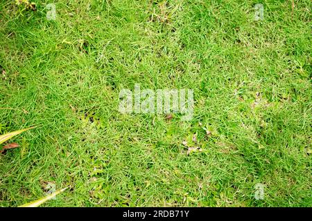 Fond de texture d'herbe verte. Gros plan sur un terrain d'herbe verte fraîche. Banque D'Images