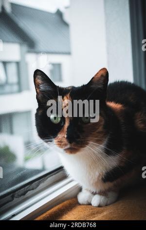 Portrait de chat assis près de la fenêtre Banque D'Images