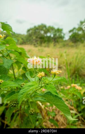 Lantana camara fleur dans le jardin. (Lantana camara) Banque D'Images