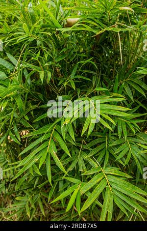 Feuilles vertes de bambou dans le jardin. Arrière-plan de la nature. Banque D'Images