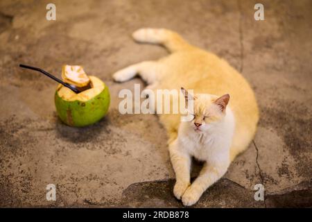 Portrait de chat dans une rue à Phuket Thaïlande Banque D'Images