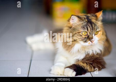 Portrait de chat dans une rue à Phuket Thaïlande Banque D'Images