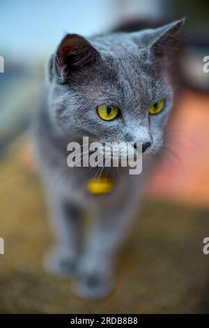 Portrait de chat dans une rue à Phuket Thaïlande Banque D'Images