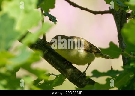 La mousseline commune (Phylloscopus collybita), ou simplement la mousseline, est une fécule commune et répandue. Banque D'Images