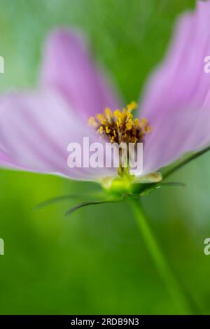 Une belle fleur rose Cosmos, photographiée avec une très faible profondeur de champ pour donner un effet doux Banque D'Images