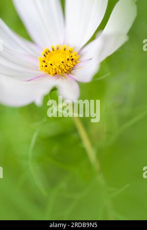 Une belle fleur blanche Cosmos, photographiée avec une très faible profondeur de champ pour donner un effet doux Banque D'Images