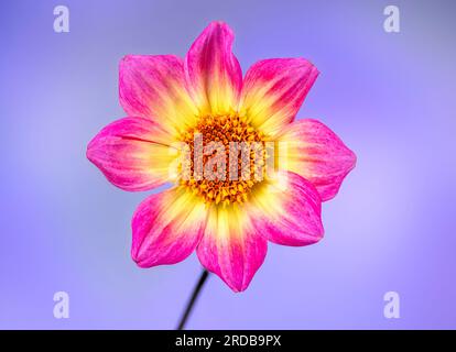 Une vue rapprochée d'une spectaculaire cerise, fleur de Dahlia jaune et blanche, photographiée sur un fond violet Banque D'Images