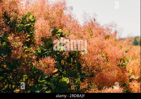 Beaux arbres verts avec des fleurs pinky moelleuses. Banque D'Images