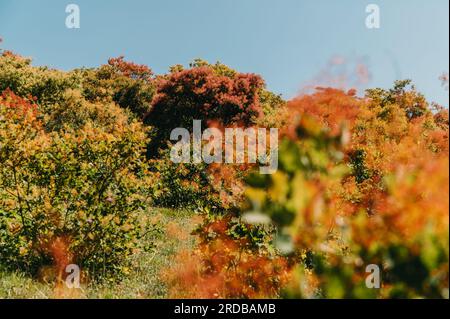 Beaux arbres verts avec des fleurs pinky moelleuses. Banque D'Images