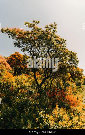 Beaux arbres verts avec des fleurs pinky moelleuses. Banque D'Images