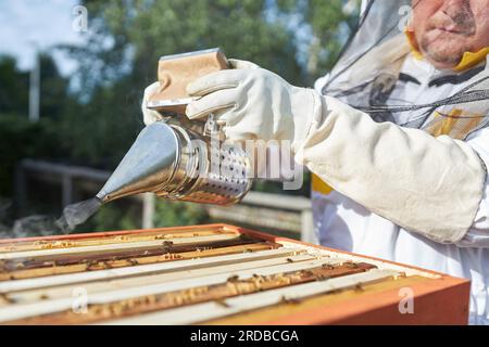 Section médiane du fumoir apiariste mâle au-dessus de la boîte de ruches à la ferme Banque D'Images