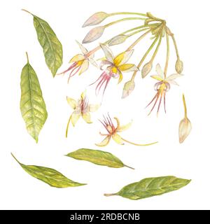 Ensemble d'illustration d'aquarelle de fleurs et de feuilles de cacaoyer. Illustration isolée dessinée à la main. Convient à la conception d'emballage, menu Banque D'Images