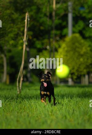 Gros plan d'un chien Toy Terrier noir heureux courant à travers l'herbe avec sa langue sortie pour une boule jaune par une journée ensoleillée. Photo verticale Banque D'Images