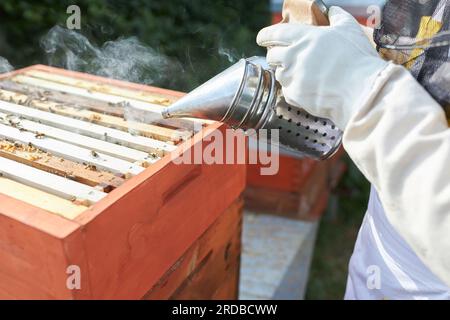 Image recadrée d'apiculteur mâle tenant un fumeur au-dessus d'une ruche au rucher Banque D'Images
