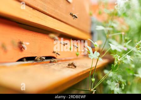 Abeilles à miel à l'entrée de ruche en bois par les plantes Banque D'Images