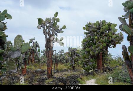 Cactus géant de Barbarie sur l'île de Santa Cruz, Galapagos Banque D'Images