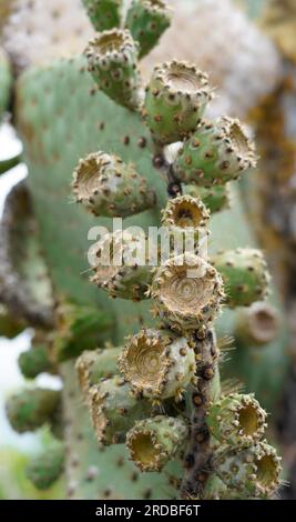 Gros plan du cactus géant de la poire de Barbarie, Santa Cruz, Galapagos Banque D'Images