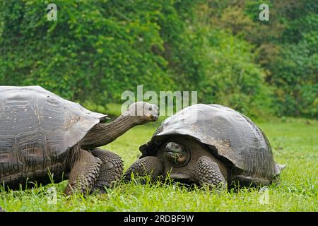 Deux tortues géantes Galapagos sur l'herbe verte, île de Santa Cruz Banque D'Images