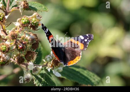 Papillon amiral rouge Vannesa atalanta, Upperwings noir avec des bandes rouges et des taches blanches sous les ailes d'un gris fumé marbré sur les ronces saison d'été Banque D'Images