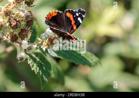 Papillon amiral rouge Vannesa atalanta, Upperwings noir avec des bandes rouges et des taches blanches sous les ailes d'un gris fumé marbré sur les ronces saison d'été Banque D'Images