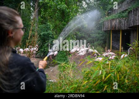 Magdeburg, Allemagne. 20 juillet 2023. Luise Swaczyna, gardienne d'animaux au zoo de Magdeburg, arrose l'enceinte des flamants roses de sorte que le sol sur lequel les animaux ont leurs nids reste humide. Pour les oiseaux, le mouillé est un changement de rythme et une occupation, car même dans la nature, ils absorbent l'eau de leurs plumes ou laissent pleuvoir directement dans leur bec. Dans la région autour de la capitale de l’État, il devrait rester sec et chaud dans les prochains jours. Crédit : Klaus-Dietmar Gabbert/dpa/Alamy Live News Banque D'Images