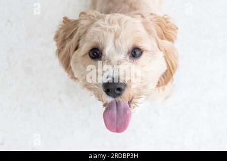 Portrait d'un épagnon mignon regardant l'appareil photo. Mignon doggy doré Banque D'Images