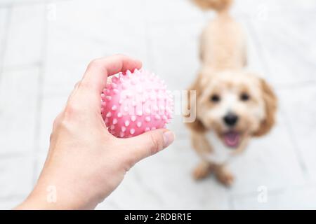 Main avec une balle offrant un chien à jouer. Jouer avec votre chien Banque D'Images